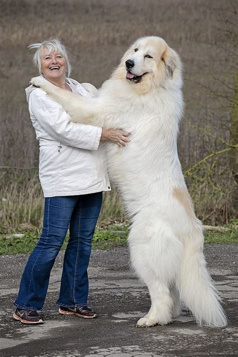 Boris The Pyrenean Mountain Dog Is Sure To Be A Huge Hit