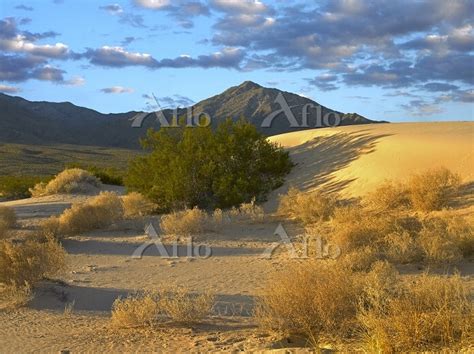 Providence Mountains With Desert Vegetation Kelso Dunes Mojave