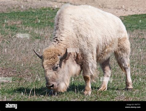 A White American Bison Grazing In A Field Stock Photo Alamy