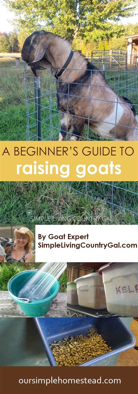 Beginners Guide To Raising Goats Raising Goats Goat Care Goat Farming