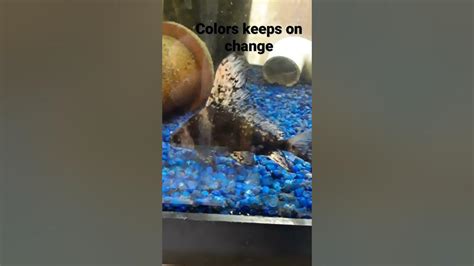 Chinese High Fin Banded Shark Colors Changing Again Youtube