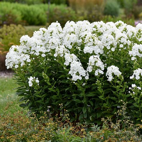 A Mildew Resistant Phlox With White Flowers Horticulture