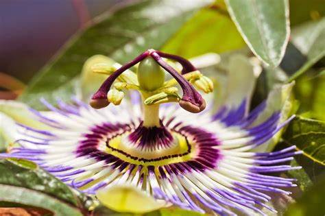 Passion Flower Symbolism Facts And Benefits Floweradvisor