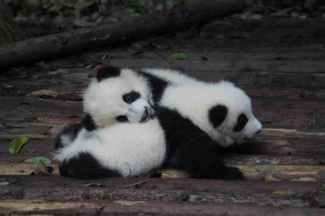 All About Panda Cubs 8 Things You Should Know