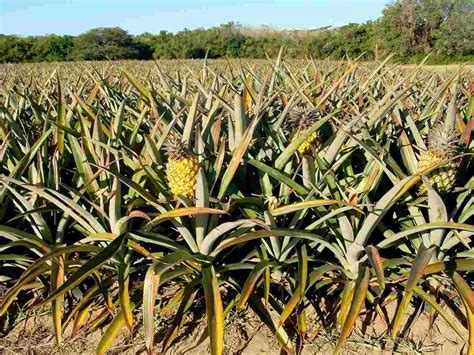 High Density Pineapple Planting Farming In India Agri Farming