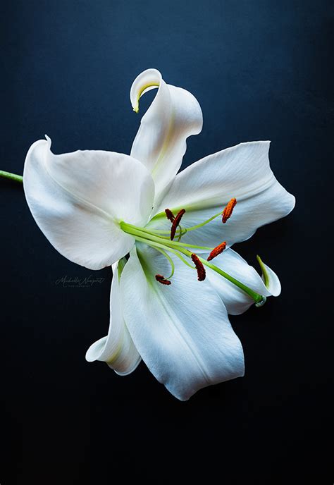 Fine Art Flower Photography On Behance