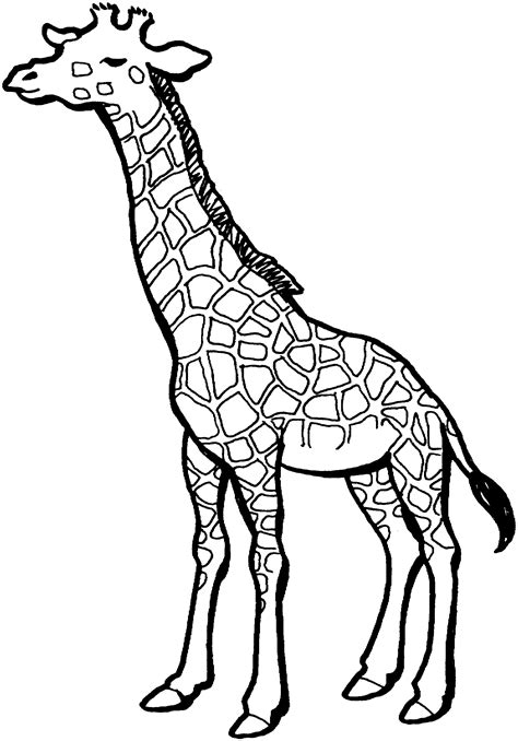 Free Giraffe Coloring Pages