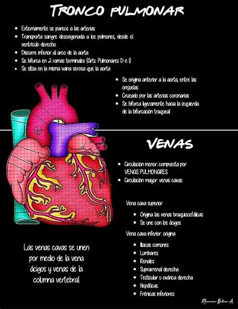 Venas Y Tronco Pulmonar Salud Apuntes De Medicina Udocz