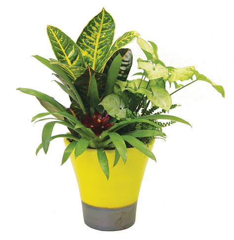 Mix A Variety Of Tropical Plants In One Pot To Create A Stunning