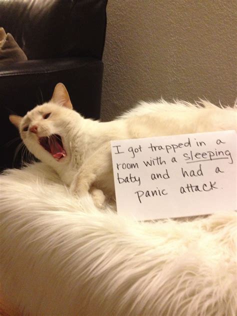 More Cat Shame Cat Shaming Cat Quotes Funny Funny Cat Jokes