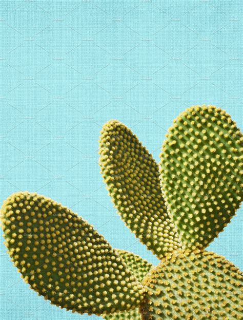 Cactus In Blue Background ~ Nature Photos ~ Creative Market