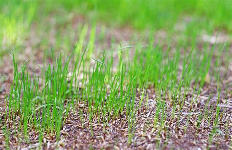 New lawns need to be watered every day and sometimes. How Long Does It Take for New Grass to Develop?