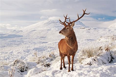 Images Tagged Deer In Snow Scottish Landscape