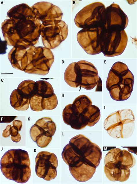 480 Million Year Old Spores Of Early Land Plants Found In Australia