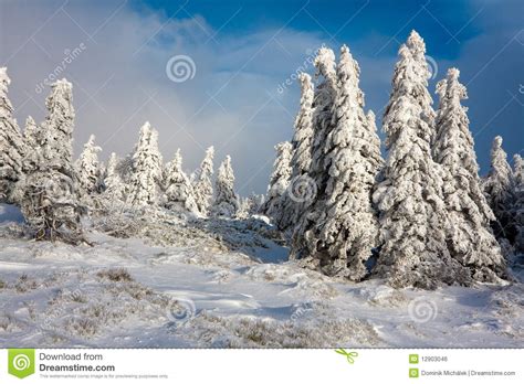 Snowy Mountain Spruces Stock Photo Image Of Snowbound 12903046