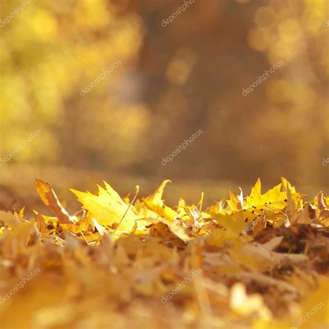 Золотые осенние листья — Стоковое фото © robsonphoto #76104479
