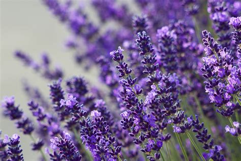 Knowing The Different Lavender Even If You Are Not An Expert Pacific