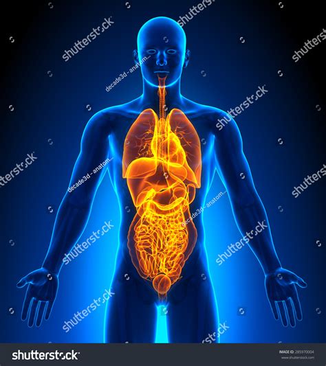 Internal Organs Male Organs Human Anatomy Stock Photo 285970004