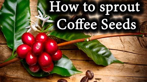 The following article will show you how to care for your very own coffee bean plant. Indoor Coffee Bean Plants: How to sprout Coffee Seeds ...