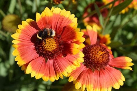 Безплатна снимка : цвете, венчелистче, насекомо, ботаника, флора, фауна, диви цветя, пчела ...