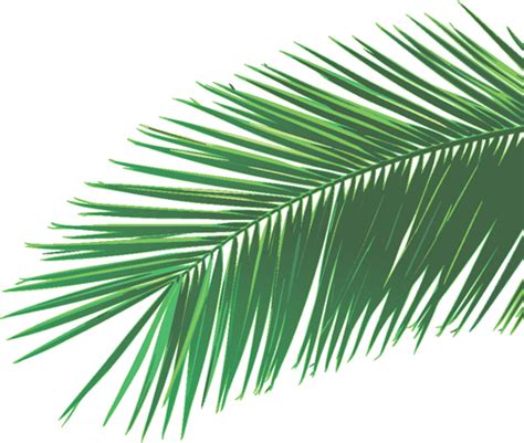 Download Set of green Palm leaves vector 04 free download