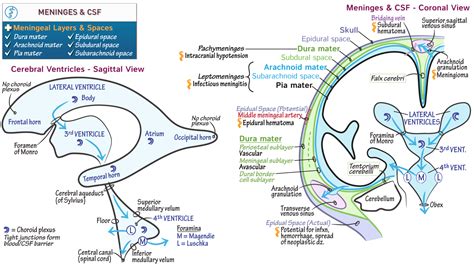 Neuroanatomy Meninges And Csf Comprehensive Review Ditki Medical