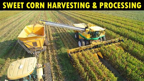 Sweet Corn Harvesting And Processing Corn Farming Cultivation Youtube