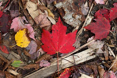 Free Images Tree Nature Flower Spring Red Autumn Soil Botany