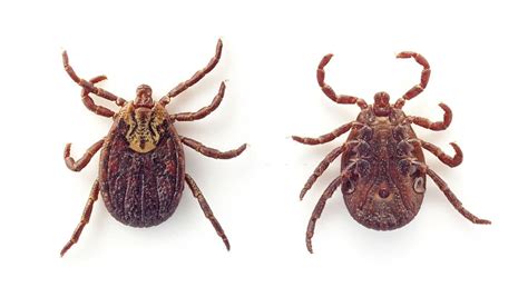18 Bugs That Look Like Ticks But Arent In Your House With Pictures