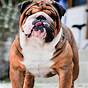 Full Size English Bulldog