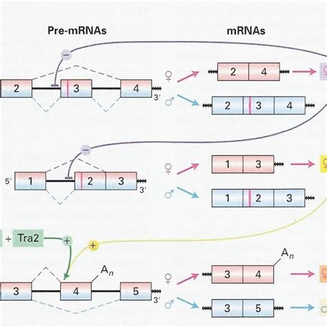 Alternative Splicing Events In Sex Determination Pathway In Drosophila
