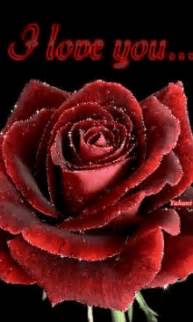 I Love You With Red Rose Images GIFs | Tenor You can't go wrong with any of these thoughtfully sweet greetings to send to your girlfriend.