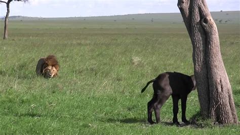 Male Lion Kills Baby Buffalo Youtube