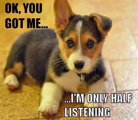Ok You Got Me Im Only Half Listening Puppy Hearing Comic