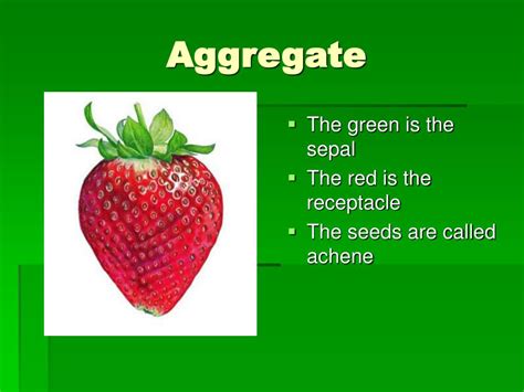 Ppt Botany Powerpoint Presentation Free Download Id6265282