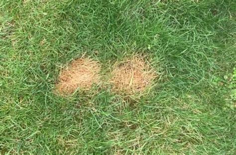 Fix Burnt Grass And Dog Urine Spots With This Easy Solution Hometalk