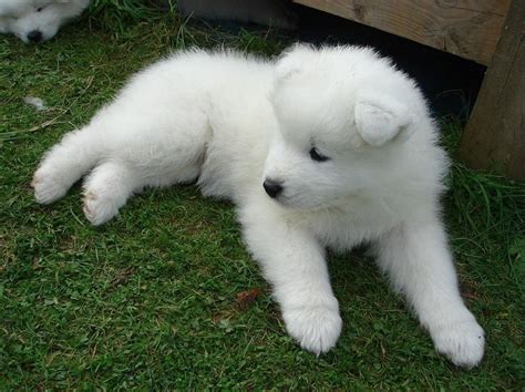 Japanese Spitz Puppies For Sale Los Angeles County CA 341545