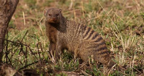 Banded Mongoose The Animal Facts Appearance Diet Habitat Range