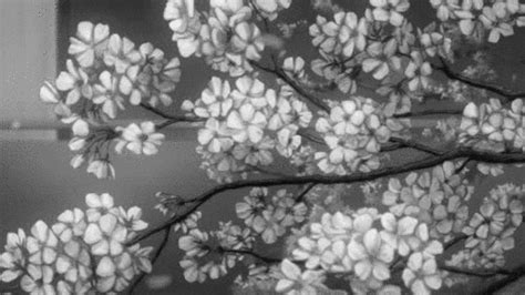 Download the perfect black and white pictures. Japanese Cherry Blossom GIFs - Find & Share on GIPHY