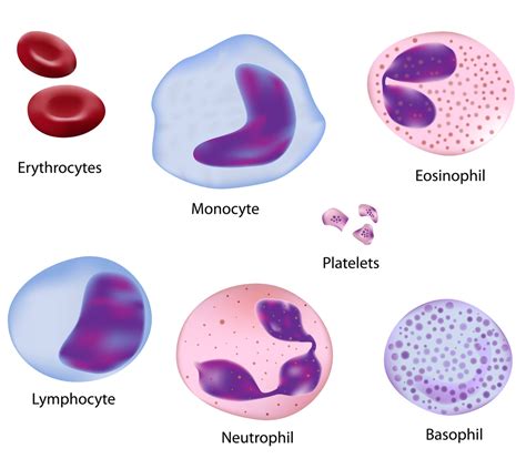 Types Of Blood Cells In The Human Body
