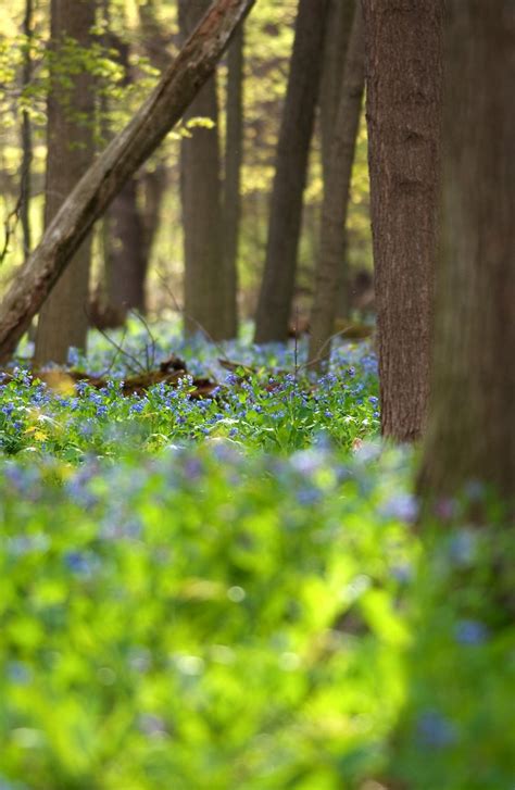 Spring Virginia Bluebells 1 Free Photo Download Freeimages