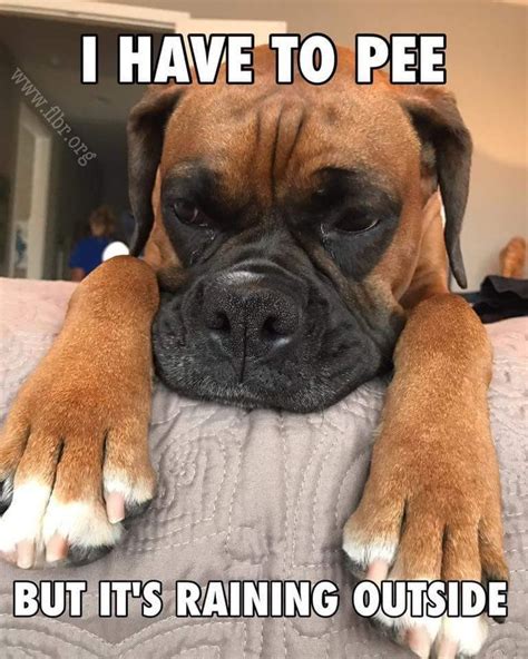 Cute And Funny Boxer Meme Boxer Dogs Funny Funny Boxer Boxer Puppies
