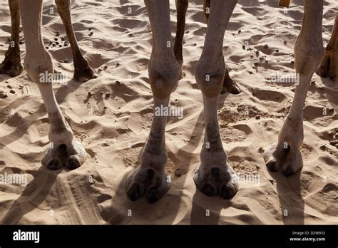 Patas De Camello En El Desierto Del Sáhara Arena En Tombuctú Malí