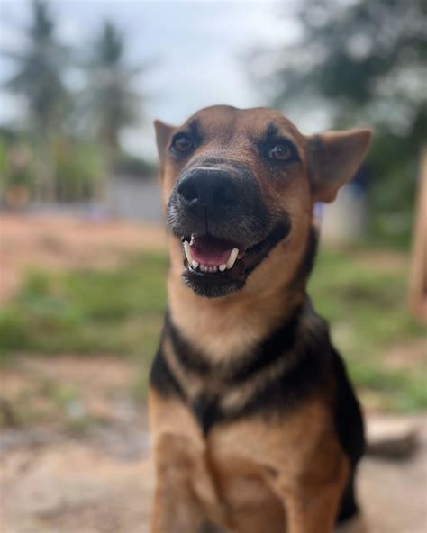 Niall Harbison on Twitter: "You all know Hope the dog making the