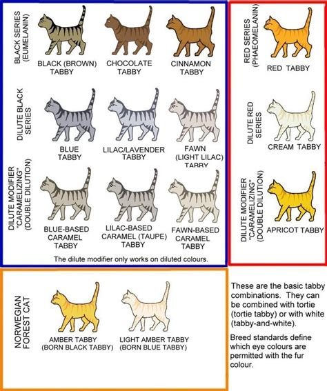 Colour And Coat Genetics In Cats Tabby Cat Cat Colors Tabby Cat