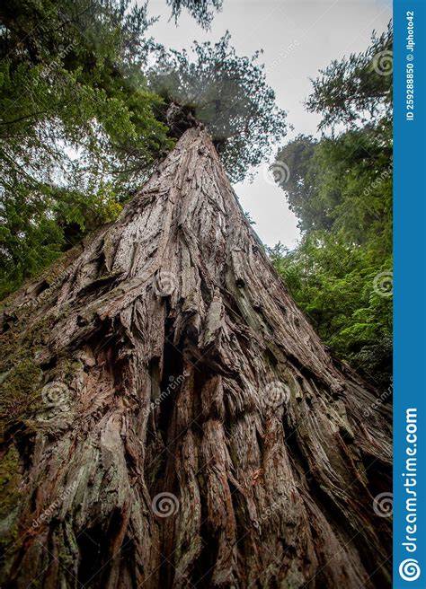 Giant Redwood Tree In Northern California Stock Photo Image Of Jede