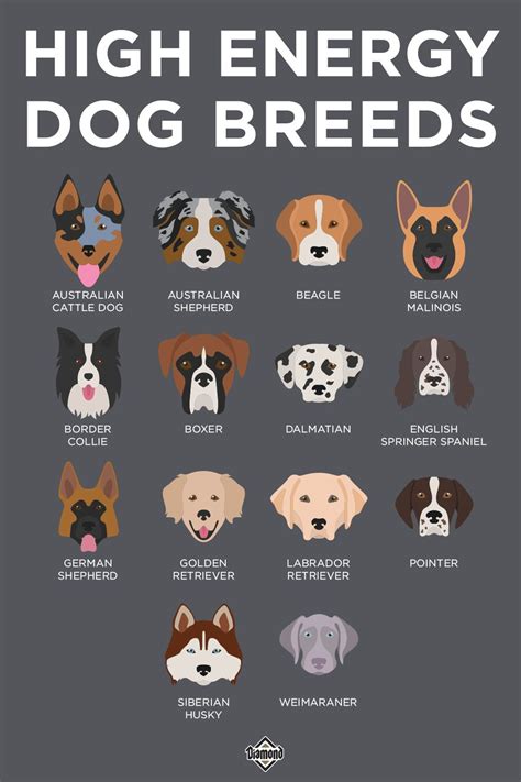 High Energy Dog Breeds Dog Breed Names Dog Breeds Chart Dog Breeds