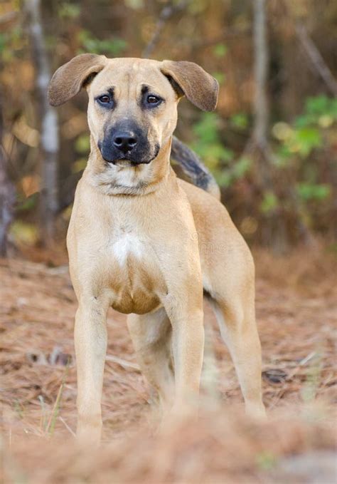 Shepherd Hound Mixed Breed Puppy Adoption Portrait Stock Photo Image