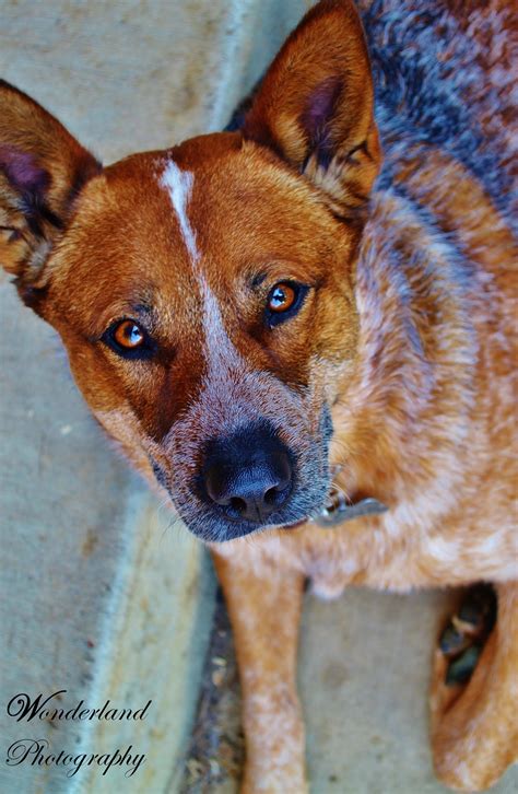 Red Queensland Heeleraustralian Cattle Dog Animal Portrait By