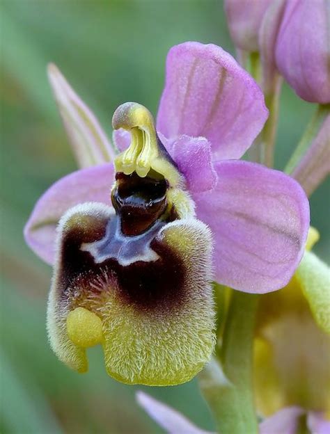Ophrys Tenthredinifera Unusual Flowers Beautiful Orchids Orchid Photography